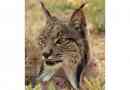 Pirenseusi vagy spanyol lynx